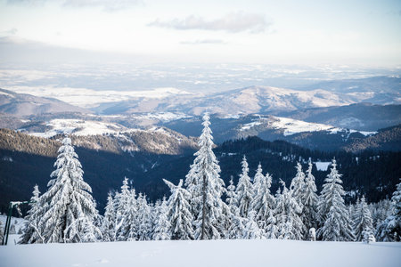 amazing winter landscape with snowy fir trees in the mountainsの写真素材