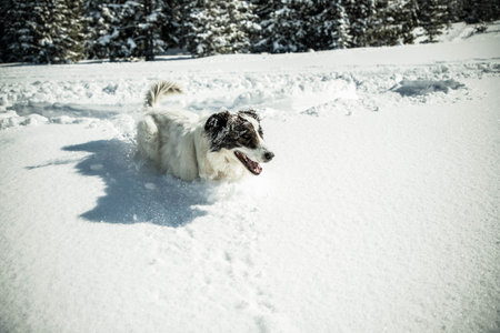happy white dog in big snow in winterの写真素材