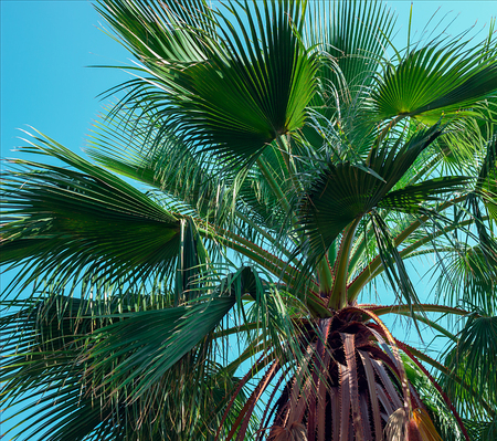 The leaves of palm trees against the blue sky.の写真素材