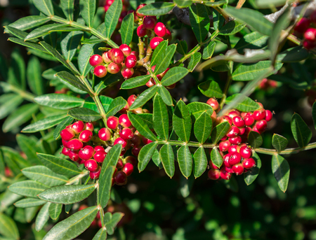 Evergreen shrub with red berries. Pistacia lentiscus. Greeceの写真素材