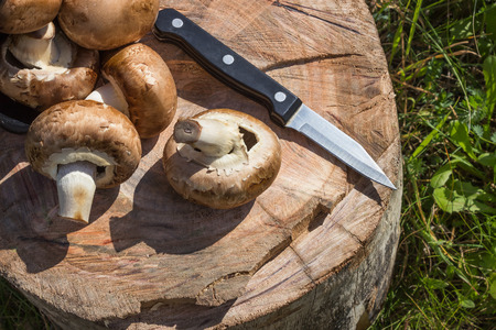Still life of mushrooms on a tree stump in the woods. Champignon.の写真素材
