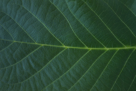 Green leaf. A walnut tree. Texture. Background.の写真素材