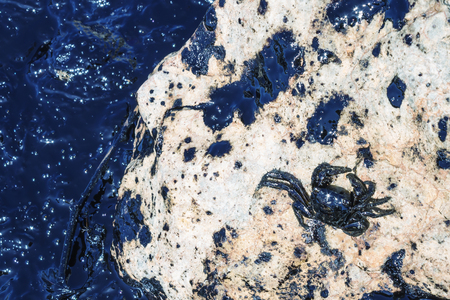 Oil spill. Environmental disaster.  Death of animals. Dying sea crab.の写真素材