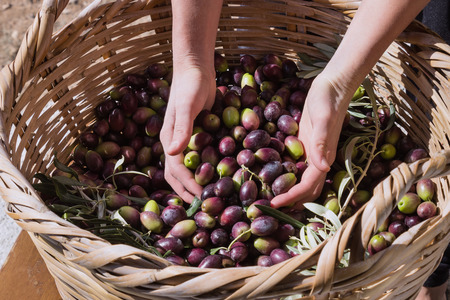 Handful of ripe olives from the new harvest in the hands. Concept - Mediterranean cuisine, vegetarianism and longevity.の写真素材