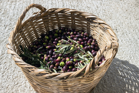 Basket with ripe olives. Harvest.  Concept - Mediterranean cuisine, vegetarianism and longevity.の写真素材