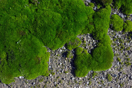 Texture of the green moss for background. Moss in the forest in spring.の写真素材