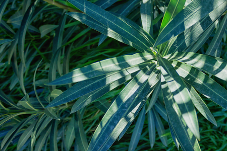 Dark green foliage of a healthy plant with serrated leaves .  Green leaf background. A tropical green leaf. Selective focus.の写真素材