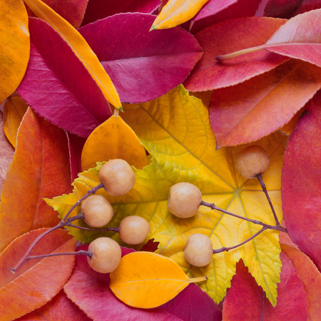  Abstract background of autumn leaves. Autumn background. 