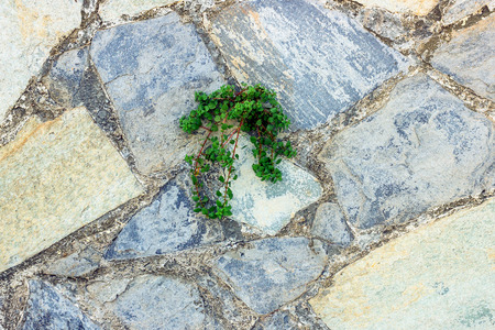 Green plant germinate on an old stone wall. Concept of overcoming obstacles and willpower.