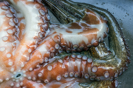 Whole raw octopus on a black stone table. Concept- healthy food, fresh seafood. Selective focus.の写真素材