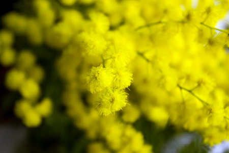 Yellow Mimosa flowers on tree branches. Spring background. Selective focus. Concept- Valentine's Day, women's day, congratulations on the holiday.  の写真素材