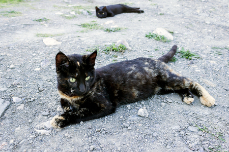 Cute cat lying on the ground, and a black cat watching her from behind. Selective focus.の写真素材