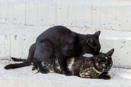 Domestic cats make love. Street cats in the act of mating.の写真素材