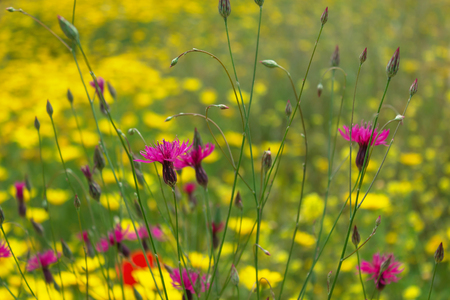 Yellow, red and purple wildflowers in the meadow. Summer flower landscape. Selective focus.の写真素材