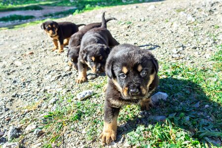 Cute little puppies are walking. Sunny day. Selective focus.の写真素材