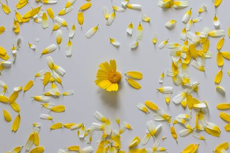 Chamomile and chamomile petals on white background. Guesses on camomile for love.の写真素材