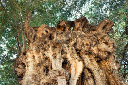 Very old, ancient olive tree, with age over 2500 years old. Greece, Salamis island.