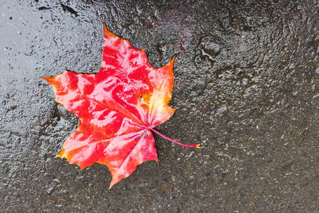Wet red maple leaf on the road. The concept of autumn.