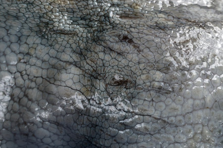 The texture of the wet skin of a large octopus. Bright abstract background