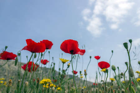 Bright red poppies on spring meadow. Spring floral background. Selective focus.
