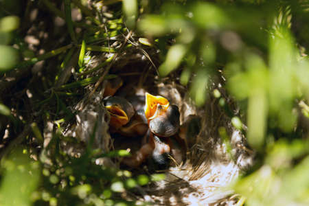 A little chick in a nest in the wild. common redstart. Bird's nest with offspring in early summer. selective focus.の写真素材