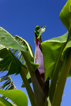The flower of the banana tree from which small green bananas will grow. Selective focus on banana tree flower.の写真素材