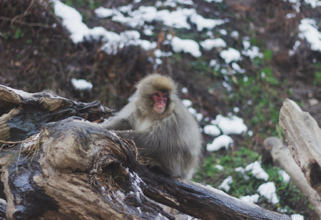 A snow monkey on a trunk in Nagano, Japanの写真素材
