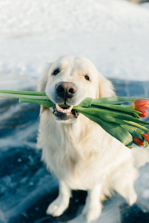 cute golden retriever gives a bouquet of tulips sitting on cold blue ice in winter in springの写真素材