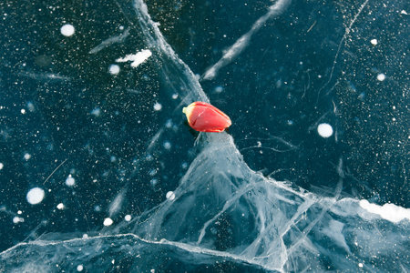 Red tulips on cold blue ice in winter in siberia, preparation for spring