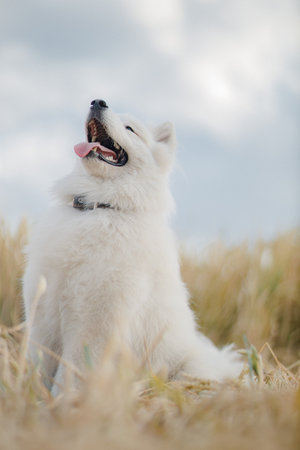 Golden retriever lies in the summer on the green grass in the rays of the setting sunの写真素材