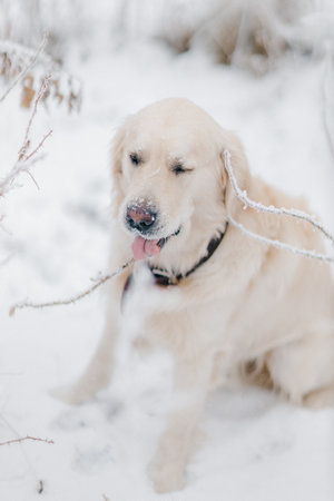 Golden Retriever gnaws on a twig in cold winterの写真素材