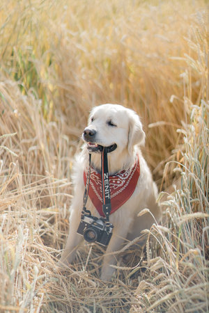 Golden retriever lies in the summer on the green grass in the rays of the setting sunの写真素材