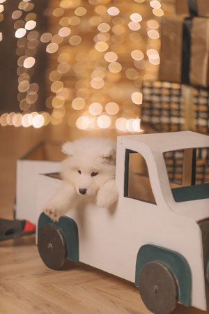 Samoyed puppy in the new year with lights, a Christmas tree, balls and a trainの写真素材