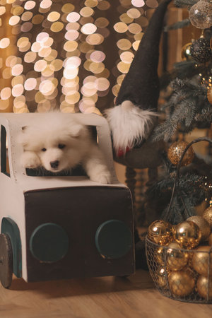 Samoyed puppy in the new year with lights, a Christmas tree, balls and a trainの写真素材