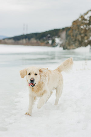 Golden retriever in cold winter on ice