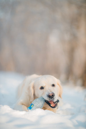 Golden retriever walks in the forest in winter