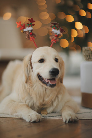 golden retriever for new year and Christmas in a country houseの写真素材