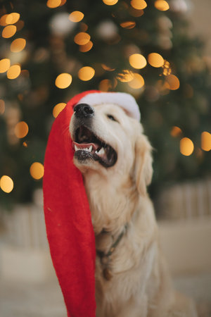 golden retriever for new year and Christmas in a country houseの写真素材