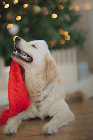 golden retriever for new year and Christmas in a country house