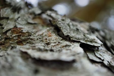 Extreme close-up of layers of bark from a pine tree.