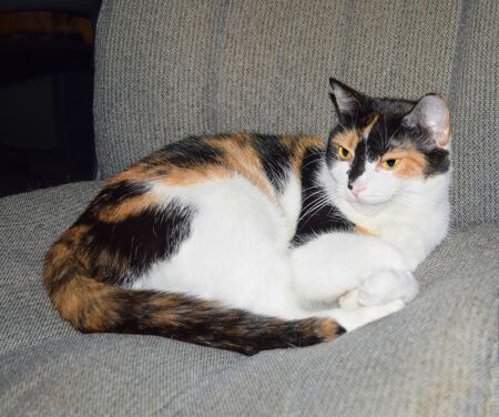 Black, white and orange calico cat resting on a gray, tweed chair.の写真素材