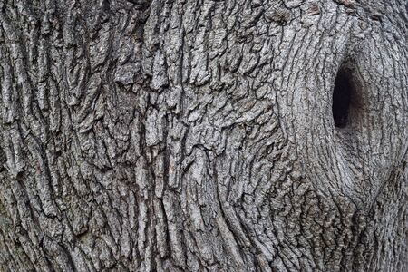 Closeup of old weathered tree bark.の写真素材