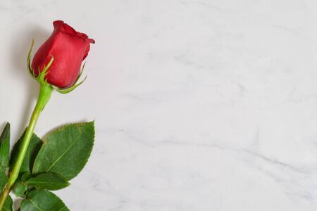 Single long stem red rose resting on a luxurious white marbleの写真素材