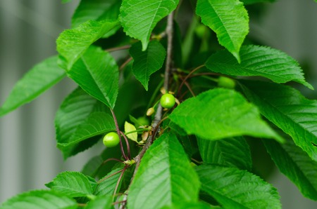 immature cherries in green leaves on the tree