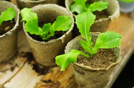 Green seedlings in small brown  pots little sprouts