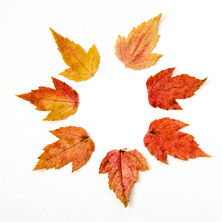 Dry multi-colored autumn leaves pattern white background patternの写真素材