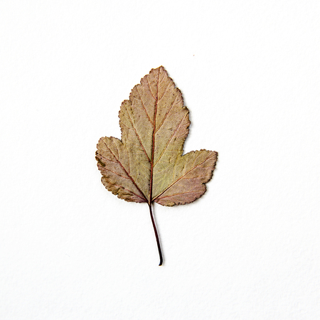 Dry multi-colored autumn leaves pattern white backgroundの写真素材