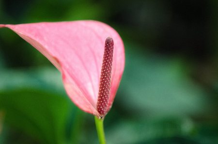 Flower calla. Pink calla on green backgroundの写真素材