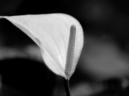 Flower calla white. Creative black and white toning with addition of noiseの写真素材