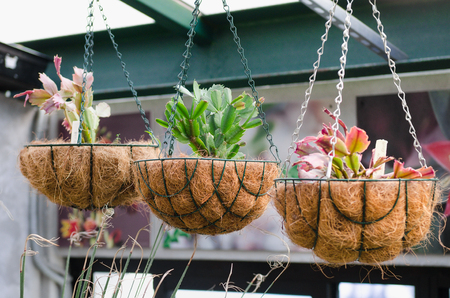Succulents of different colors in hanging pots daylight in a greenhouse.の写真素材